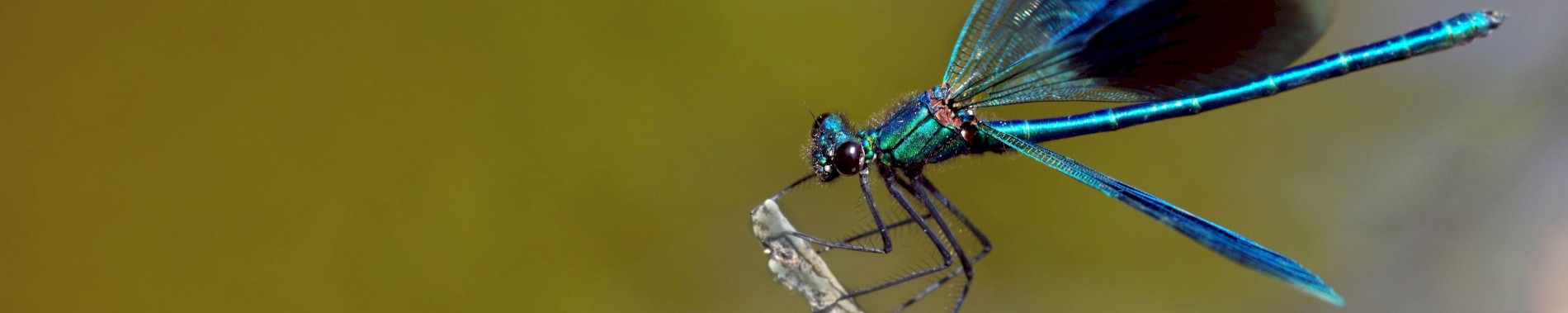 L'Atlas de la Biodiversité des Sorgues du Comtat L'Atlas de la Biodiversité des Sorgues du Comtat